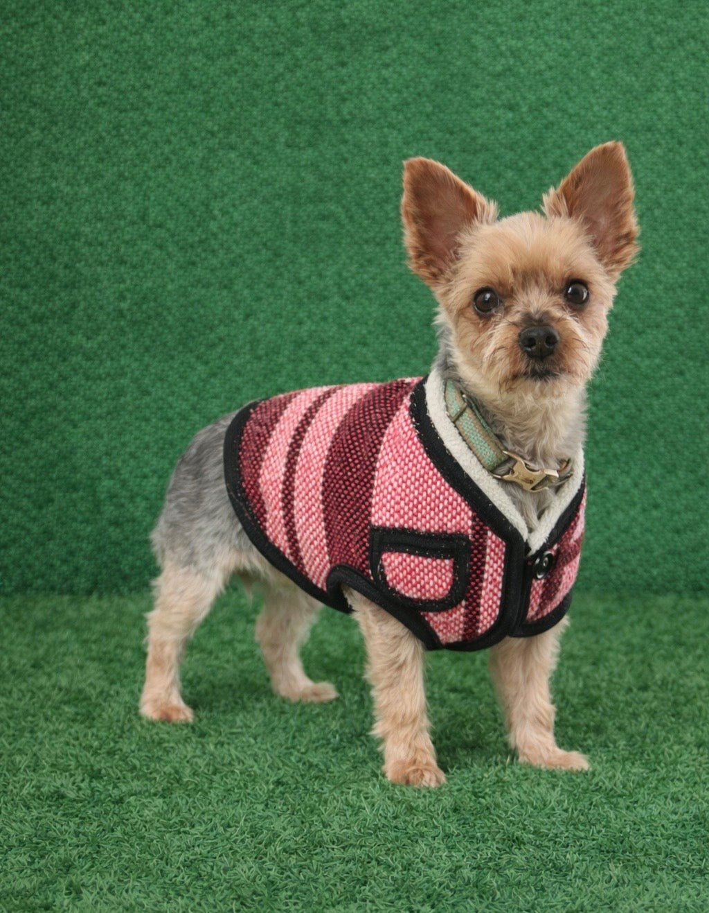 Dog Poncho Vest