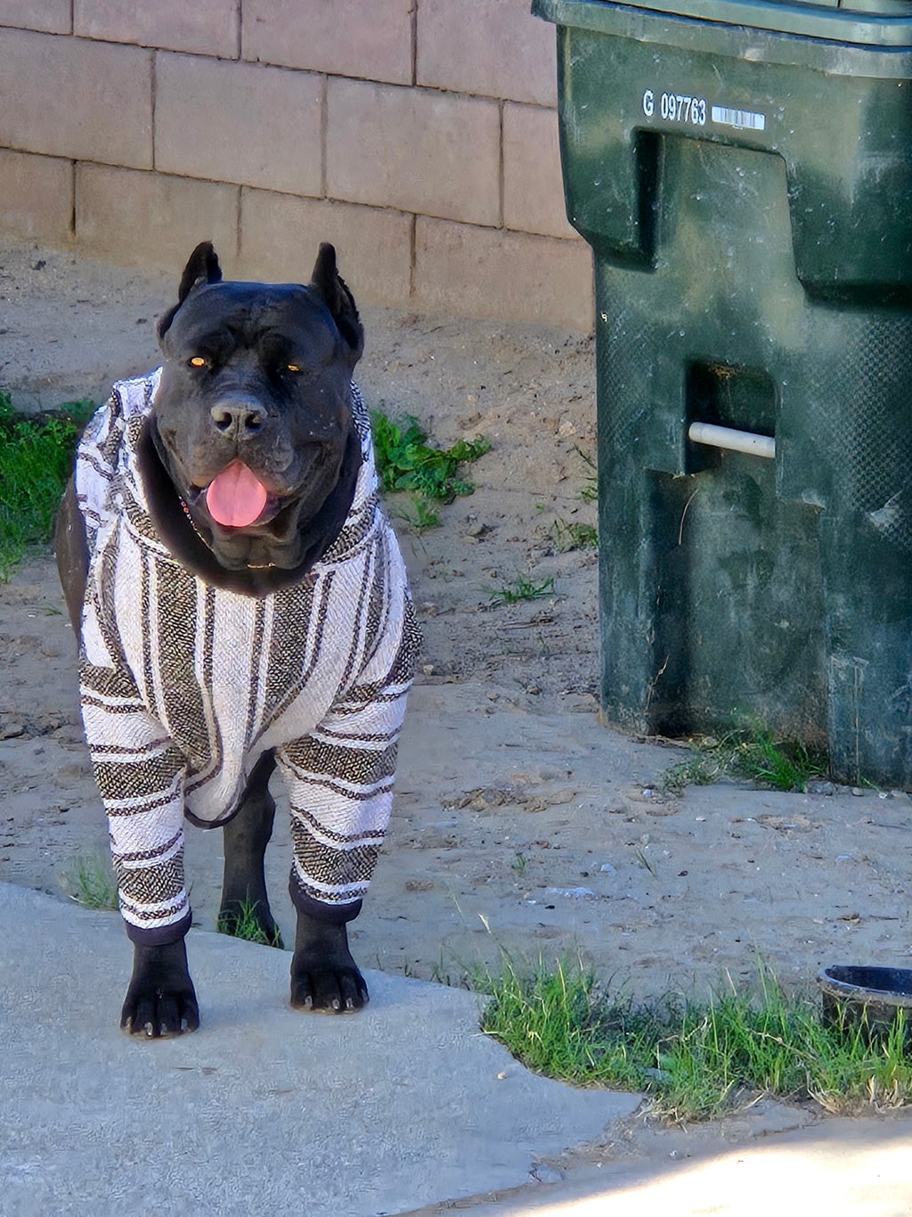Dog Poncho