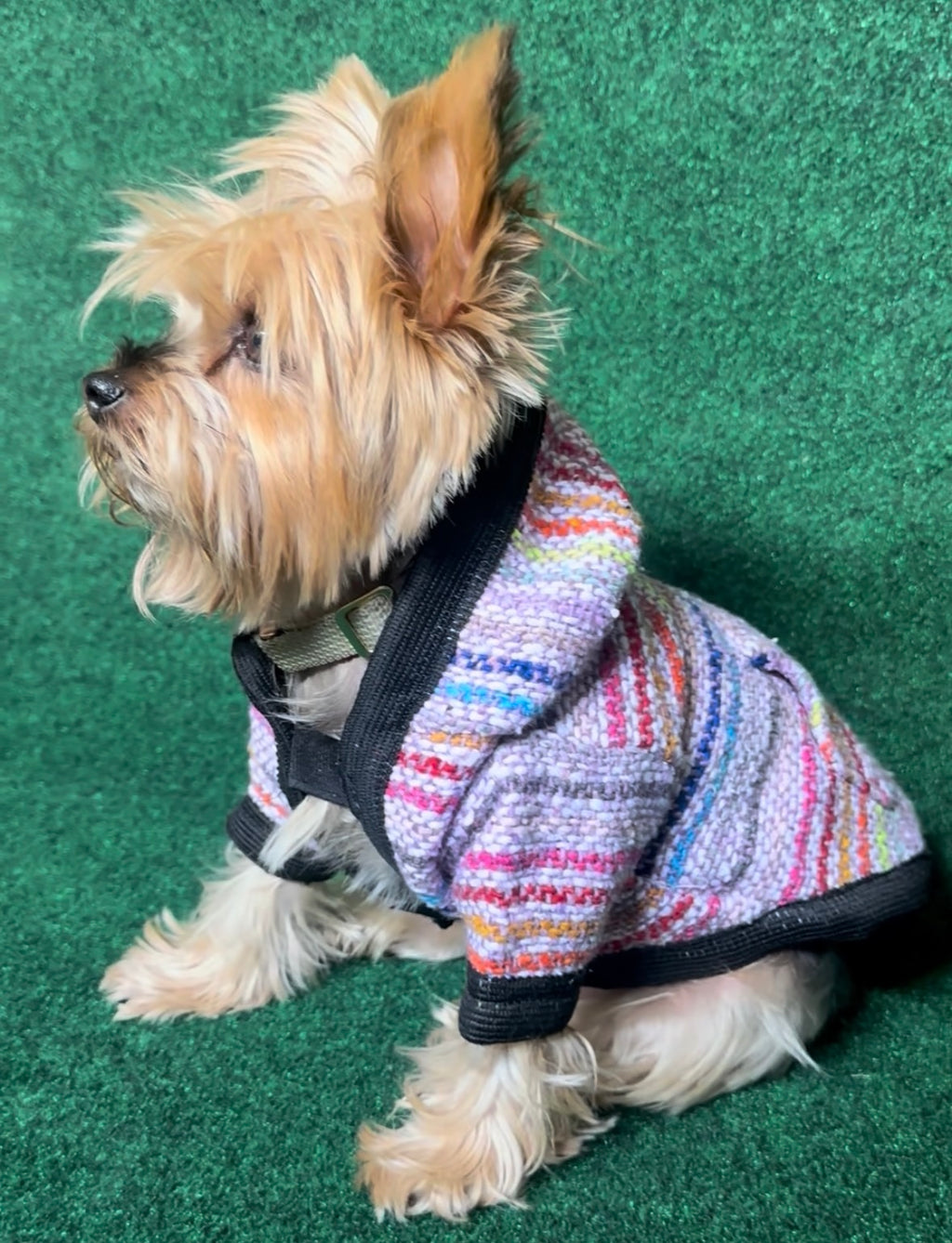 Dog Poncho