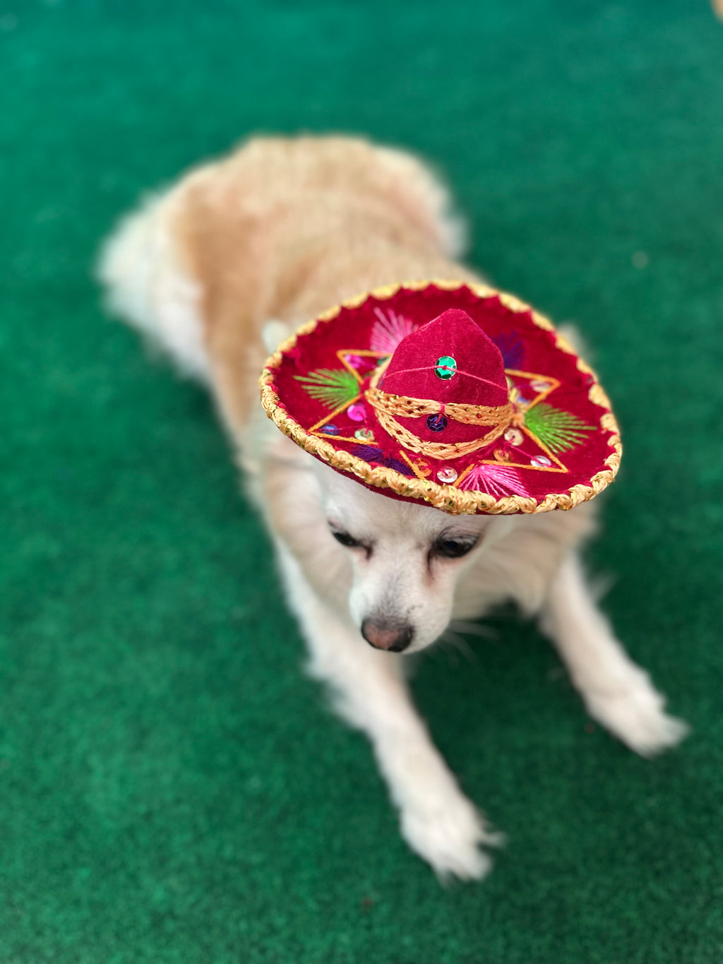 Dog Mariachi Sombrero