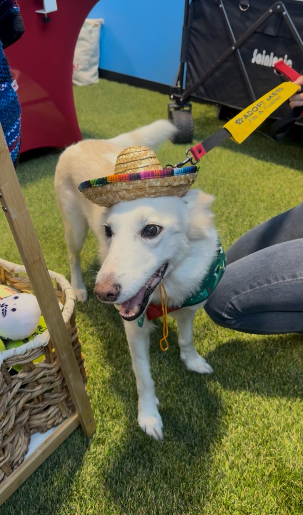 Dog Straw Hat Sombrero