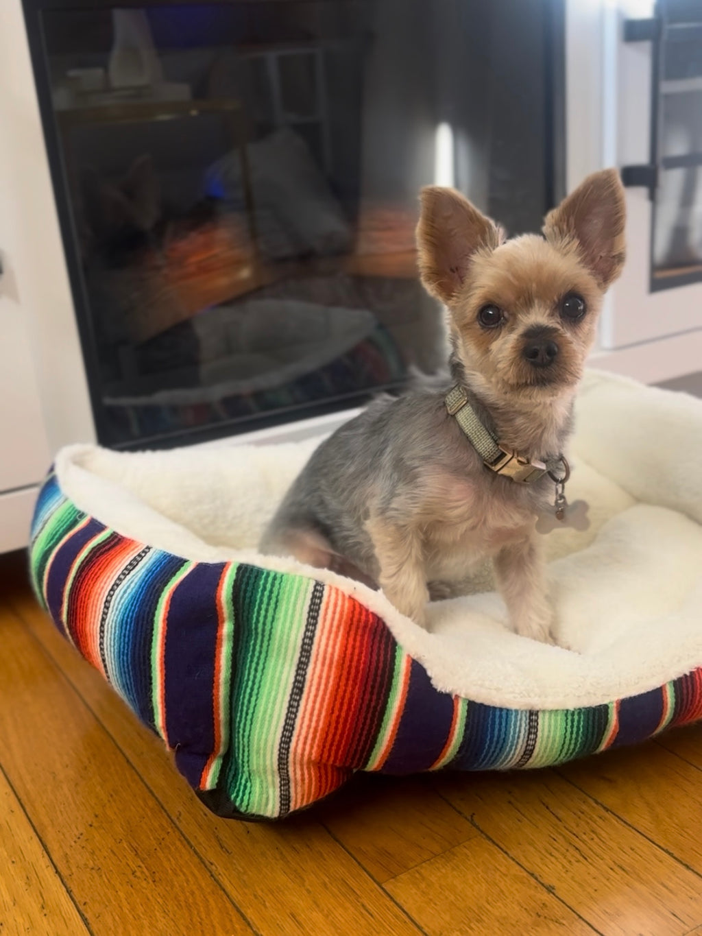 Dog Beds, Serape & Poncho style!